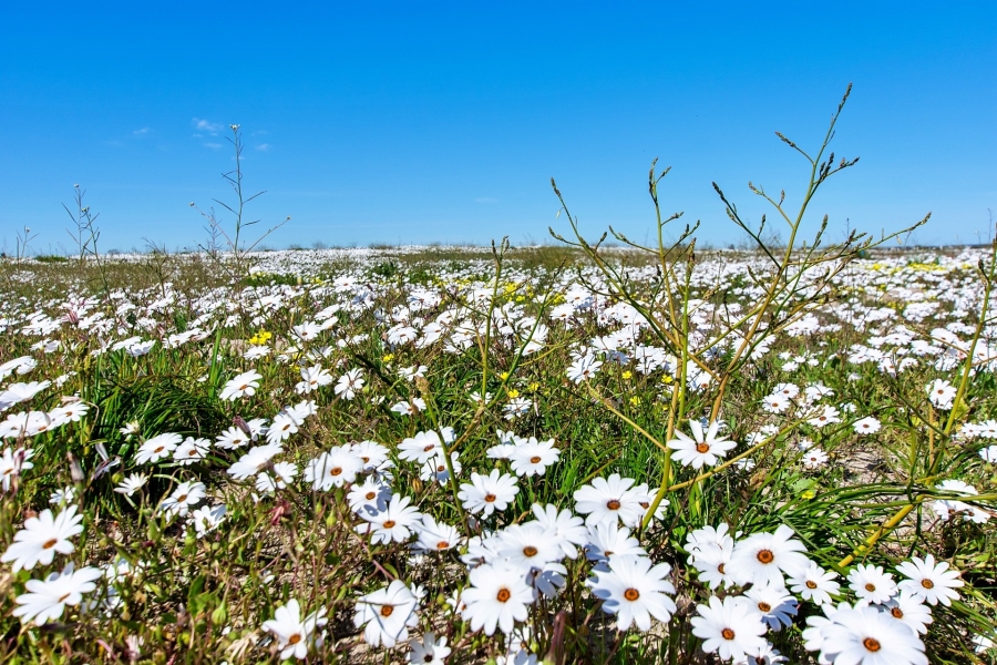 3 Bedroom Property for Sale in Velddrif Western Cape